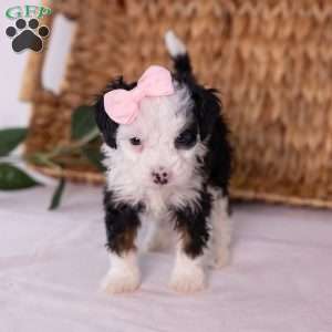 Kim, Mini Bernedoodle Puppy
